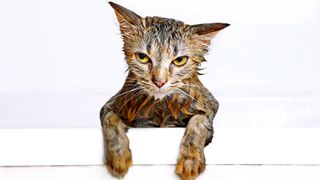 Why do cats hate water? Wet cat clinging to side of bath