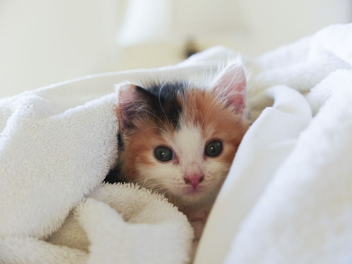 Sample image taken with the Panasonic Lumix L10; tiny cute kitten wrapped in a towel