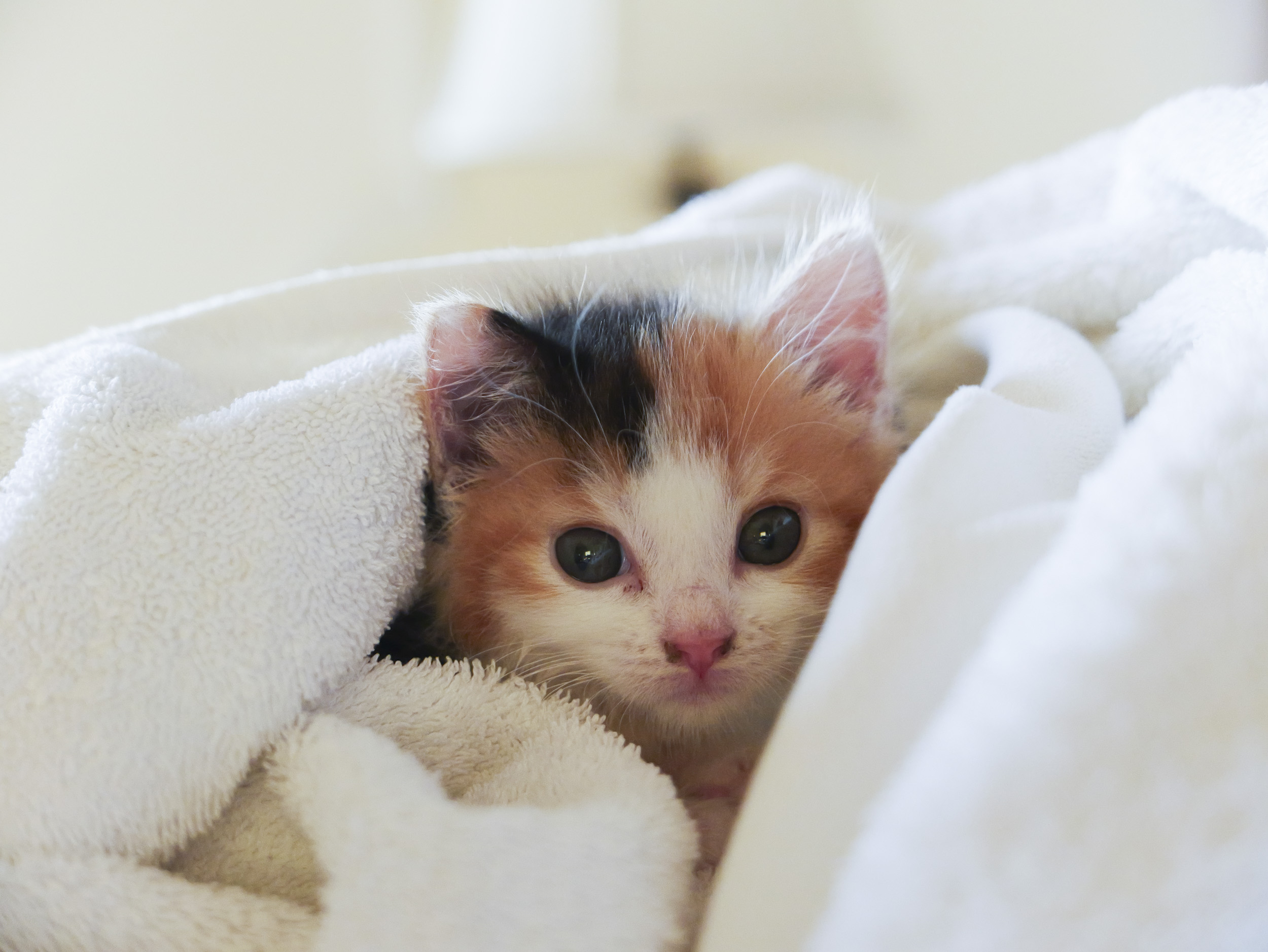 Sample image taken with the Panasonic Lumix L10; tiny cute kitten wrapped in a towel