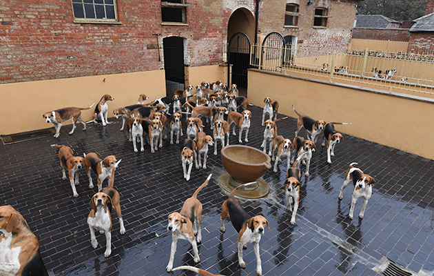 This is a privately owned pack where the hounds are still the property of the Duke of Rutland and marked with an ‘R’ in their ears accordingly