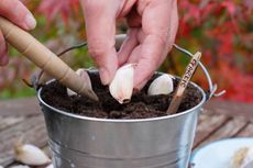 Sowing three garlic cloves into a container with a dibber in autumn