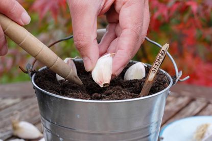 Sowing three garlic cloves into a container with a dibber in autumn