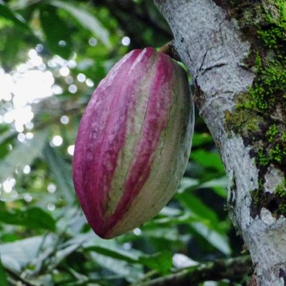 Cocoa Tree With Big Seed