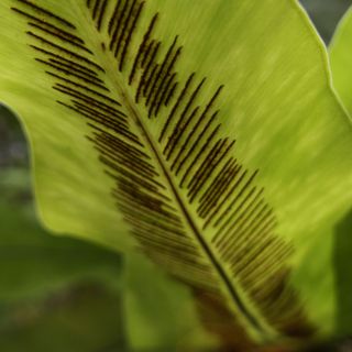 spores on birds nest fern 