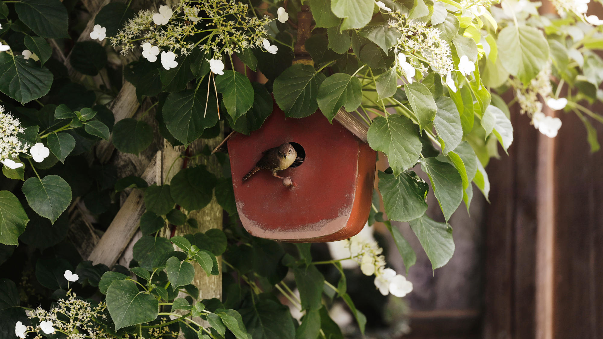 A beautiful house wren perched on a red birdhouse beneath a climbing hydrangea.