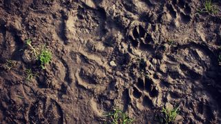 Animal tracks in mud