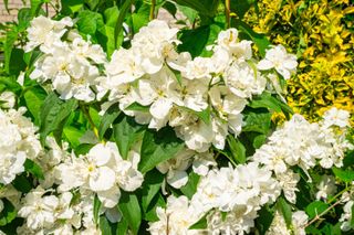 close up of Arabian Jasmine plant