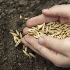 Hands Placing Oat Grains In Soil