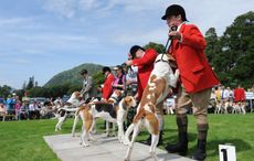 Rydal-Hound-Show-13.08.1512359.jpg