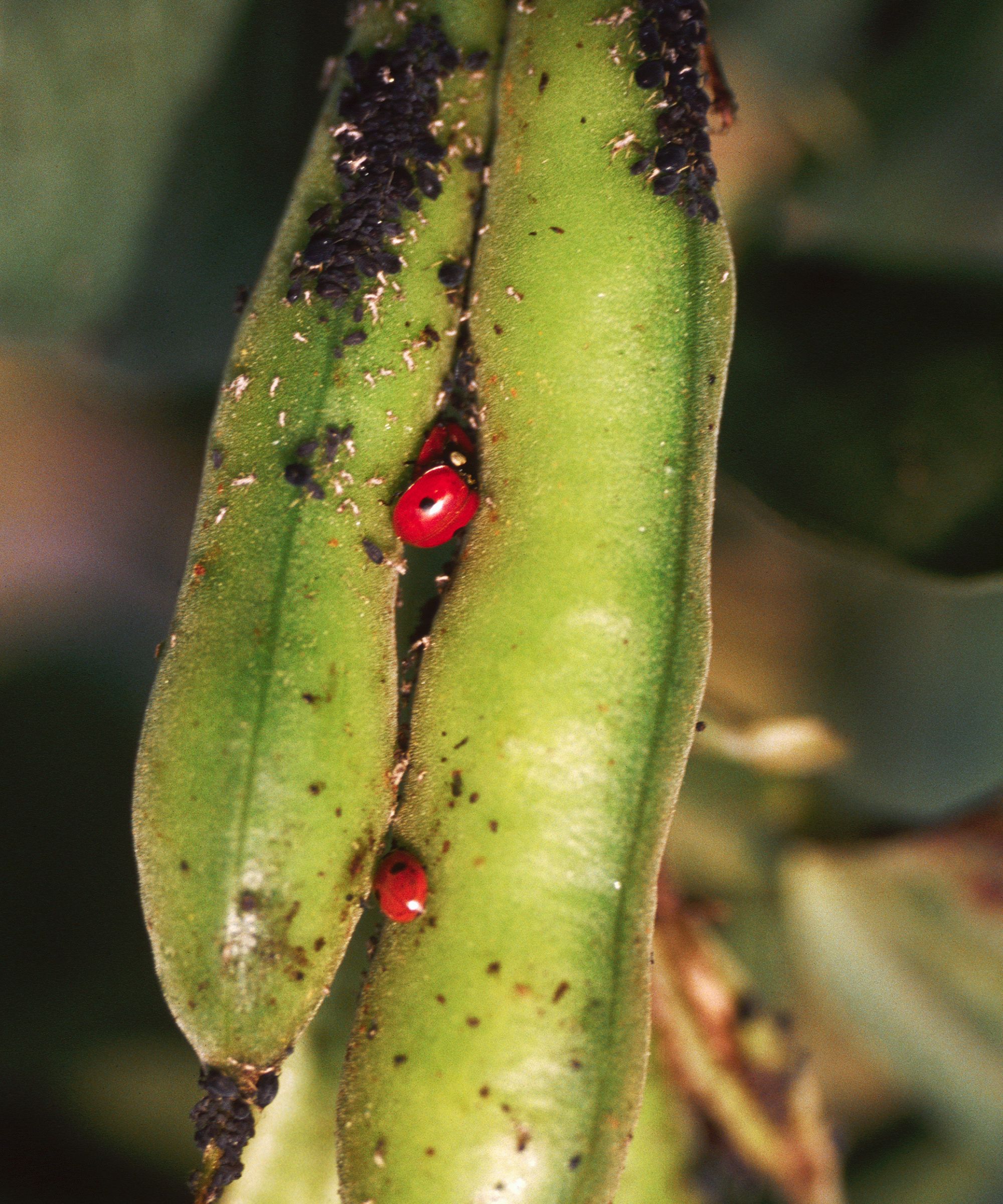 Ladybugs and aphids on a fava bean
