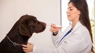 Benadryl for dogs - a dog being given medicine