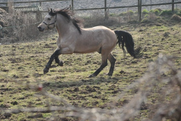 Merlin showing his balanced canter