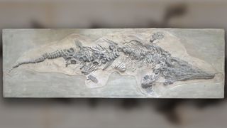 Paleontologists found one of the fossil casts in 2019, in the collection of the Natural History Museum in Berlin.
