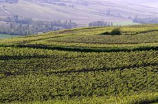 Ratafia de Champagne