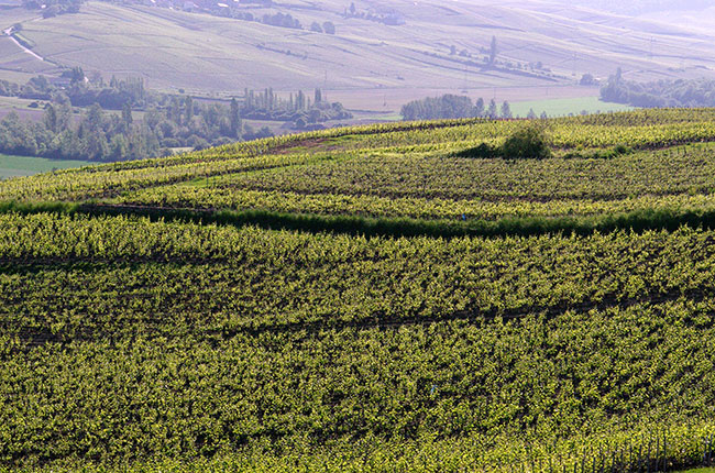 Ratafia de Champagne