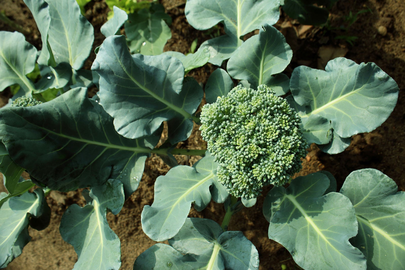 Growing Broccoli in a Home Garden