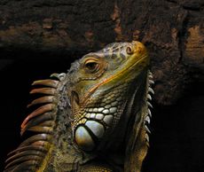 iguana