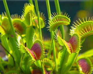 Venus Flytrap plant