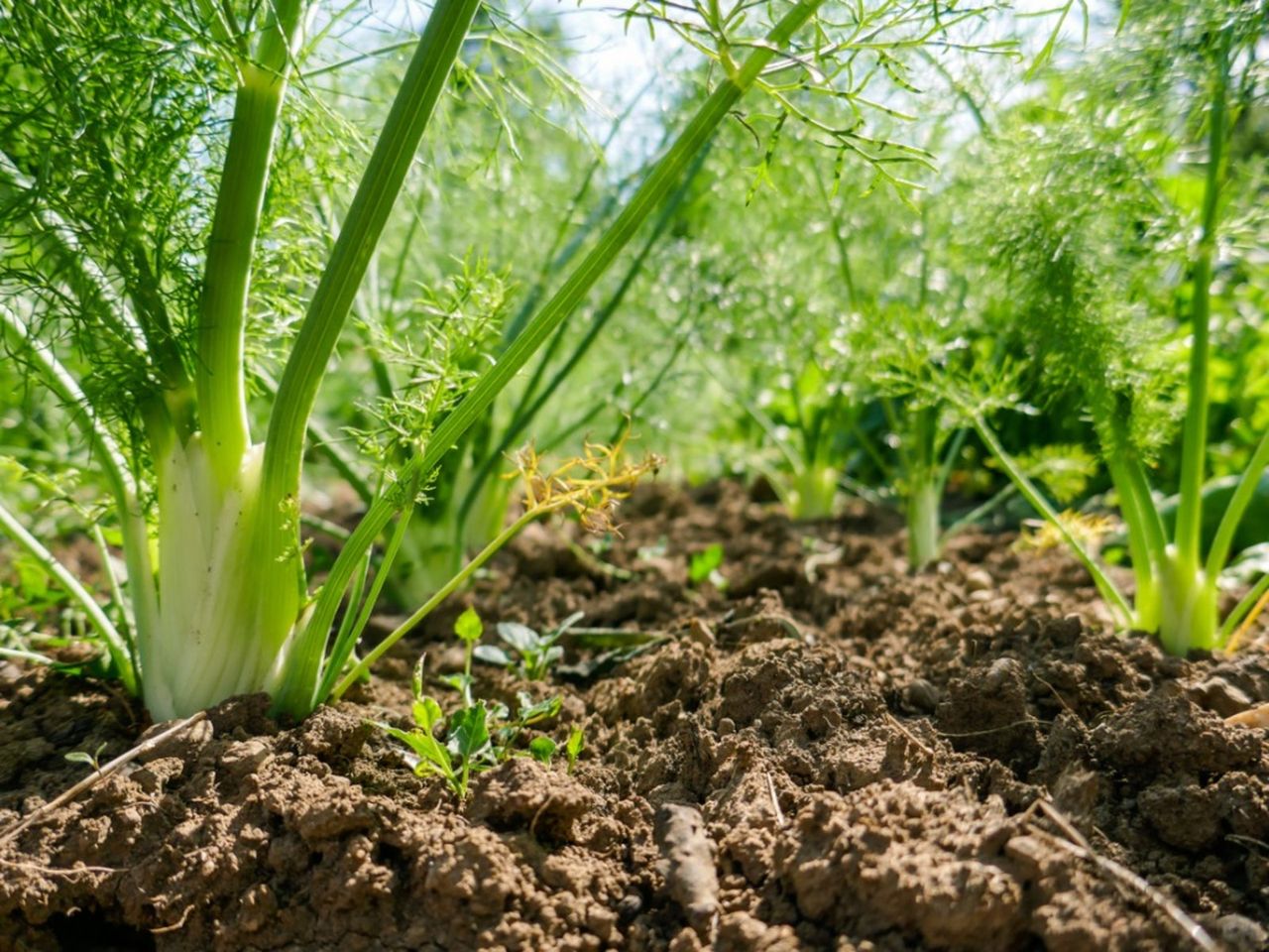 Fennel Growing In A Garden