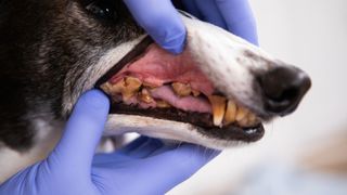 Vet examines the teeth of a dog in a veterinary clinic