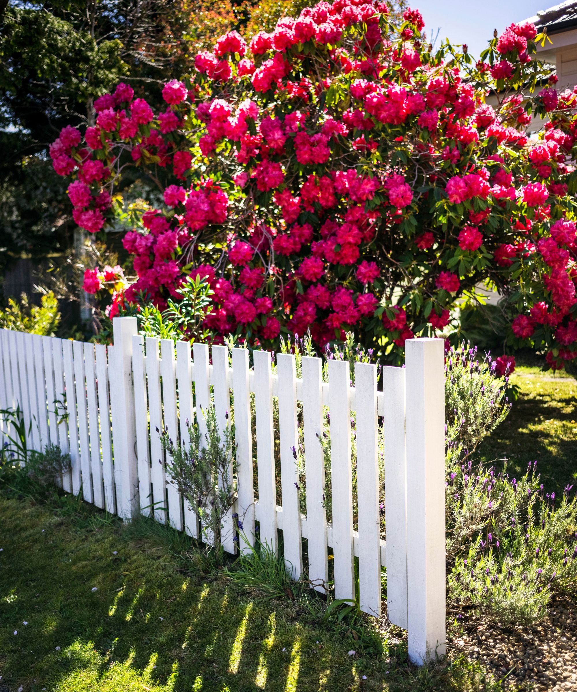 Garden with bright pink flowers and a white fence