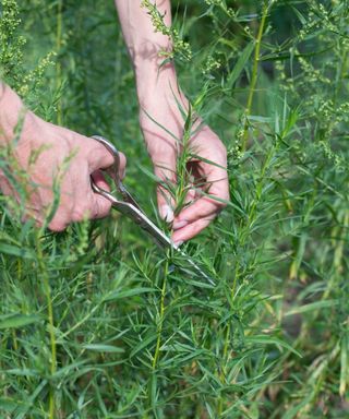 Harvesting tarragon with scissors