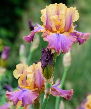 Bearded Iris 'Carnaby' flowers