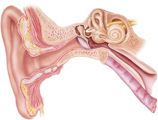 ear canal