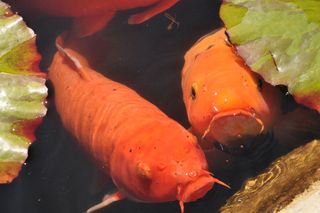 Koi (Cyprinus carpio) are carp native to Central Europe and Asia that have been domesticated and shipped to ponds all over the world.
