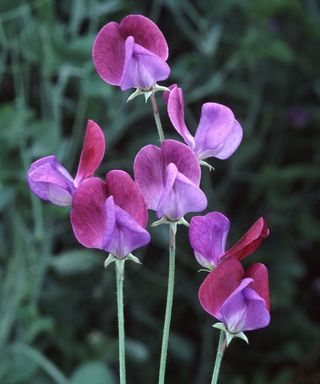 sweat peas purple flower