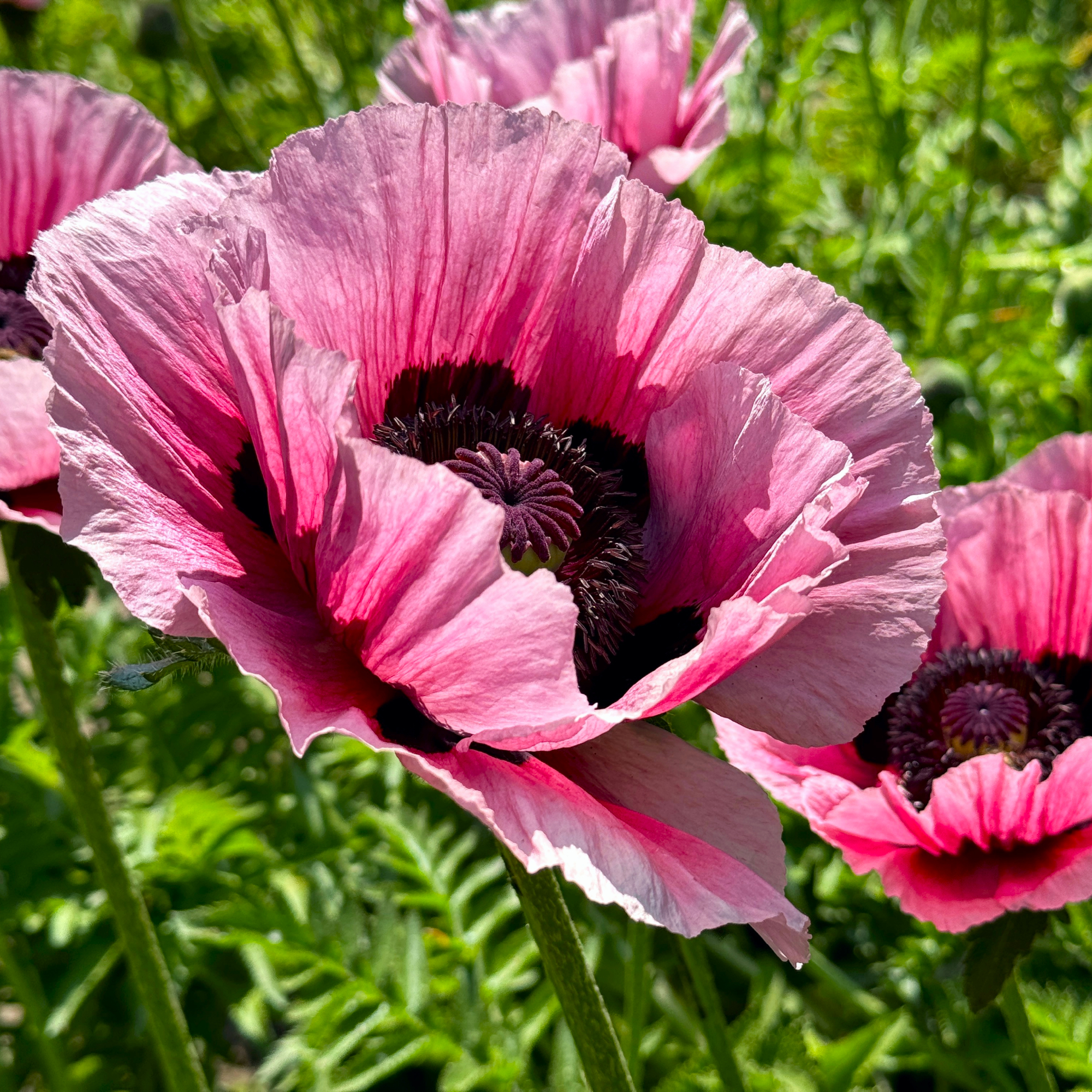 perennial flowers, pink oriental poppies