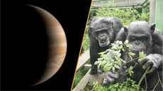 Split image shows the planet Jupiter and a group of chimpanzees.