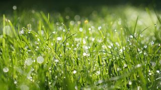 A close up shot of a dewy lawn
