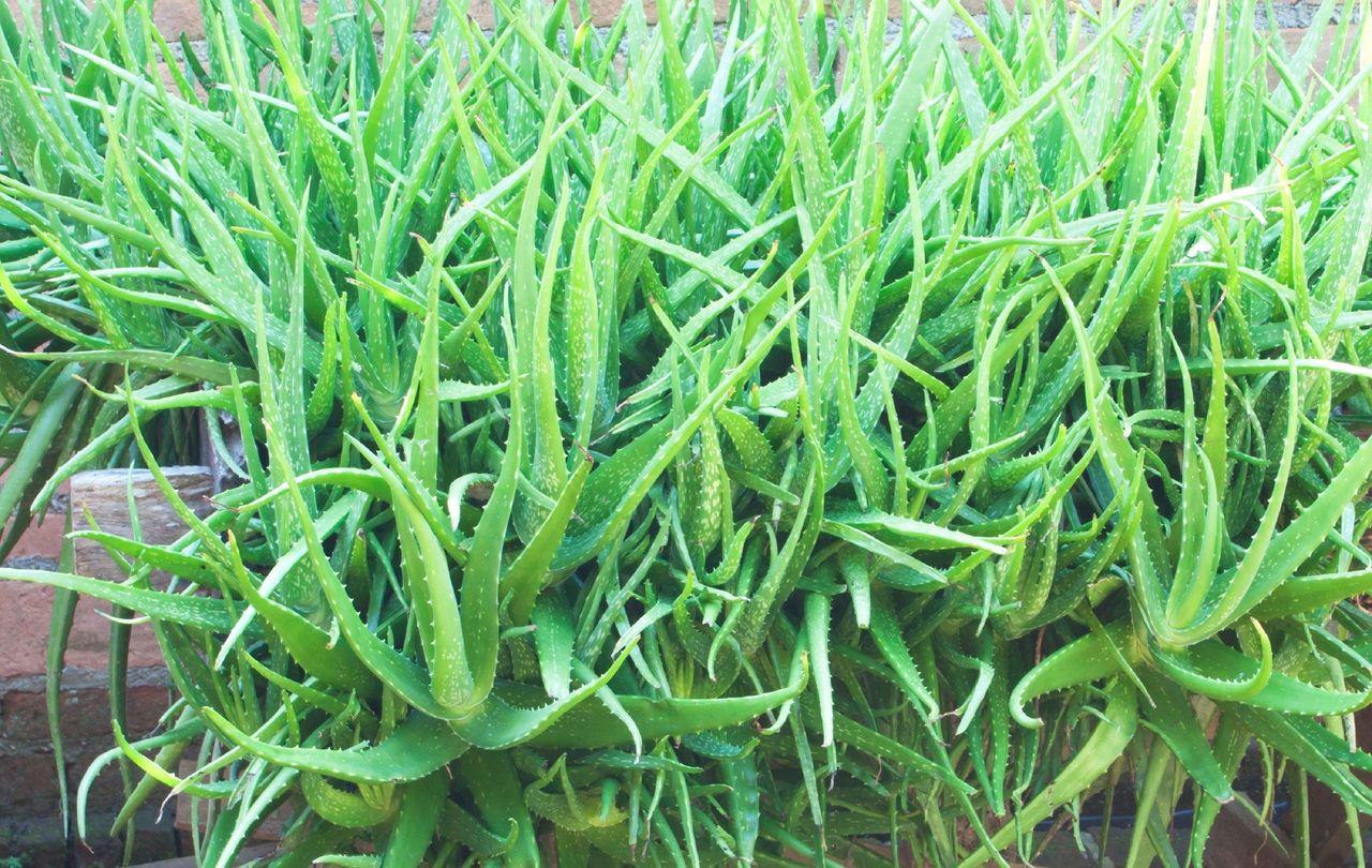 Aloe Vera Growing Outside