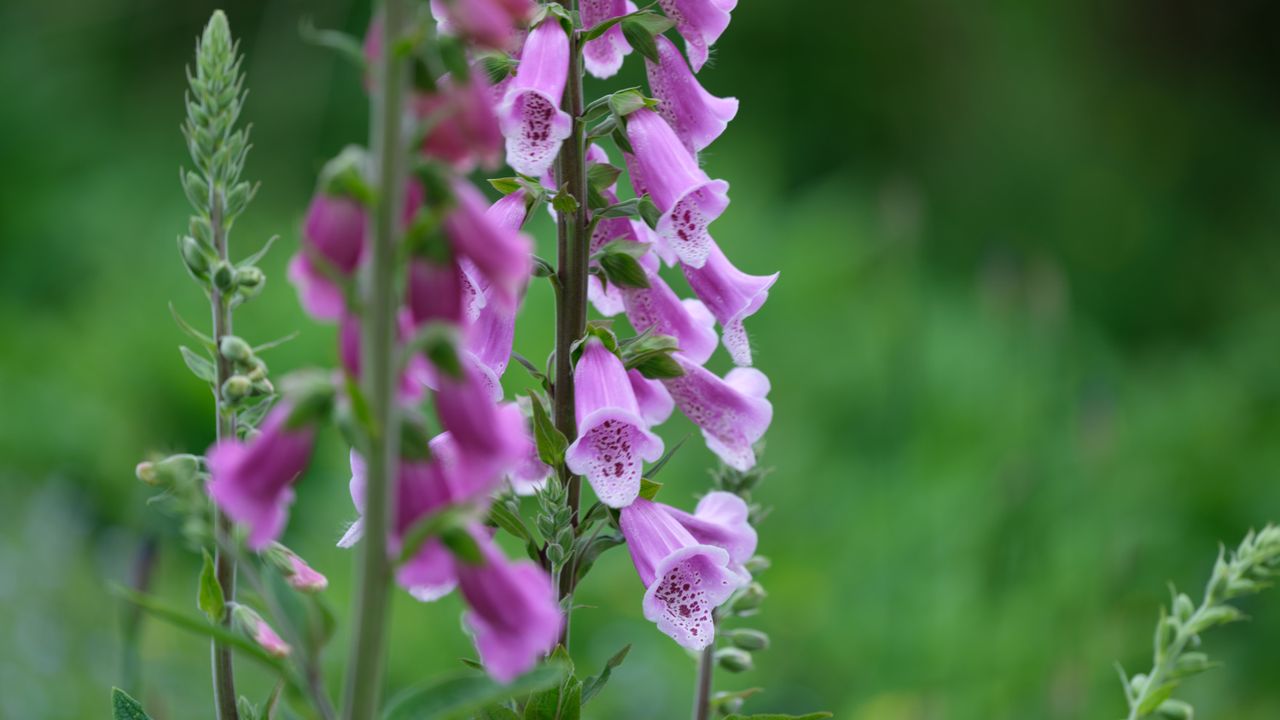 Images captured on the Fujifilm GFX100S ii