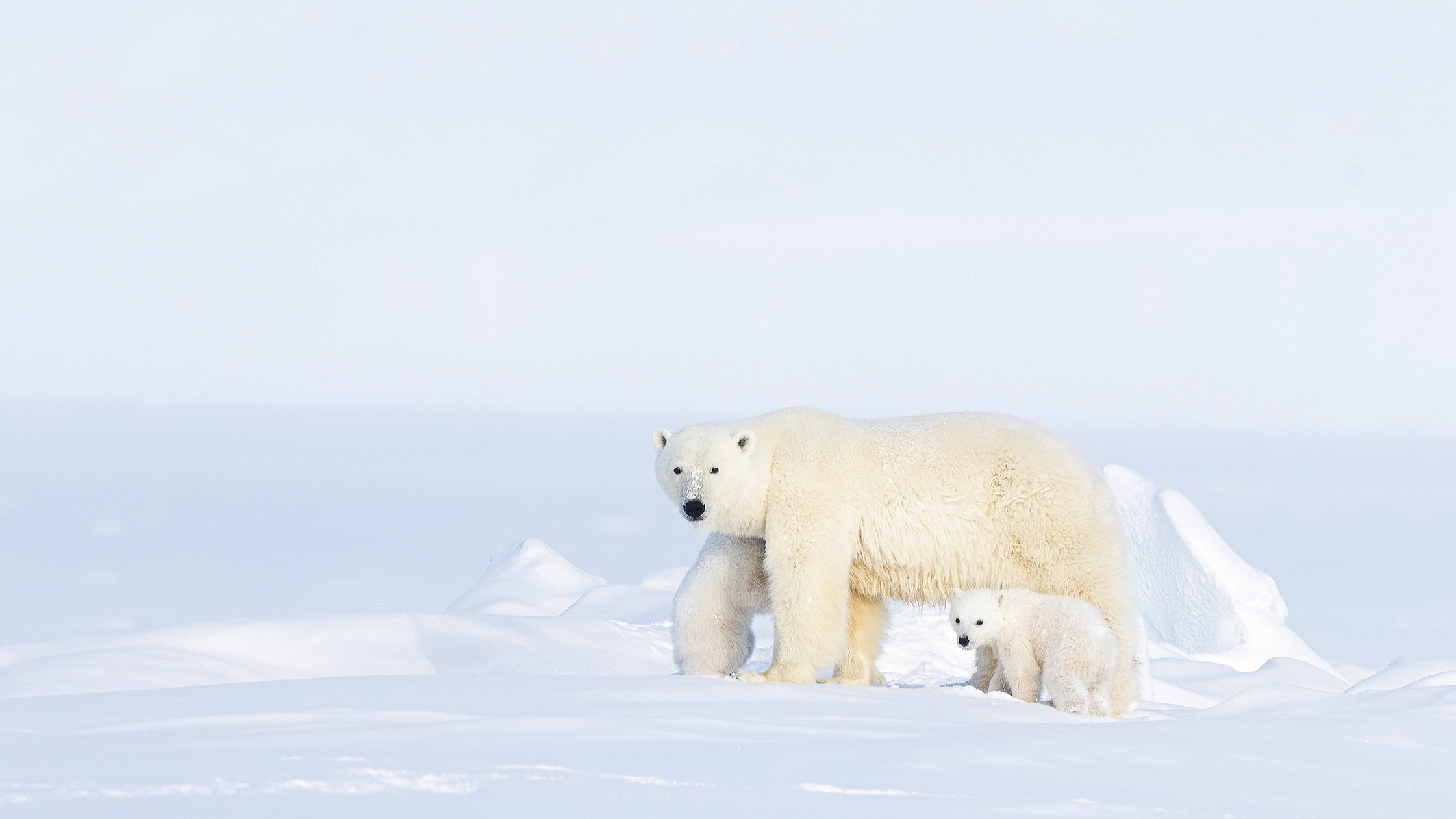 A polar bear and its cub stand on a snowy landscape, showcasing their white fur against the icy background