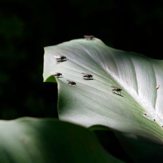 Small flies on leaf