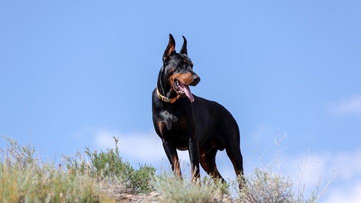 32 big dog breeds that make sensible pets | PetsRadar