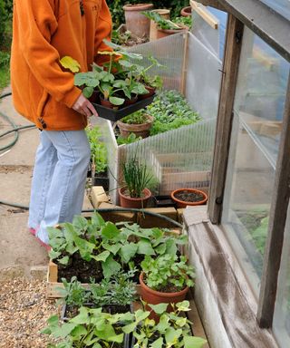 Hardening off plants outside a greenhouse during the day