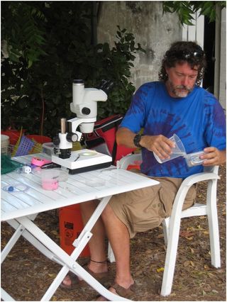 Paul Sikkel examines his specimens.