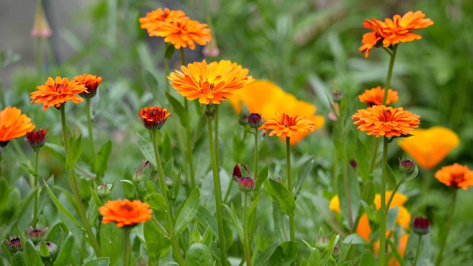Calendula officinalis "Indian Prince"