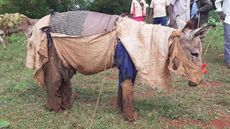 DonkeyClothes2.jpg