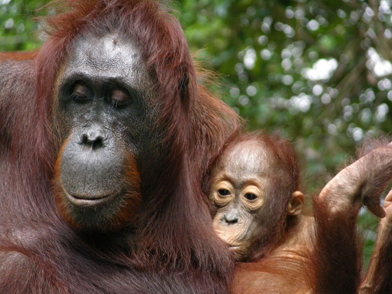 An infant orangutan nurses. Young orangutans increase their milk intake during seasons when fruit availability is low. 