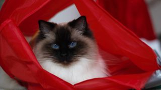 Ragdoll cat in tent