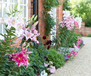 Bright flowers bloom in garden alongside a brick building