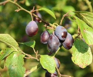 Damson in sunlight