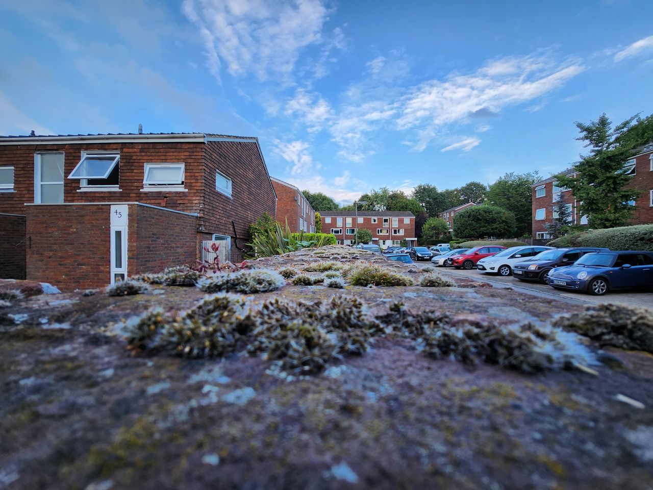 Samsung GSamsung Galaxy Z Flip 4 camera sample moss ultrawide
