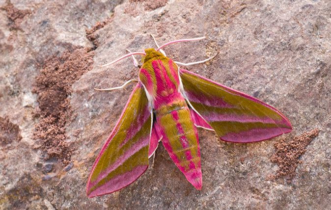 Elephant Hawk Moth British moths