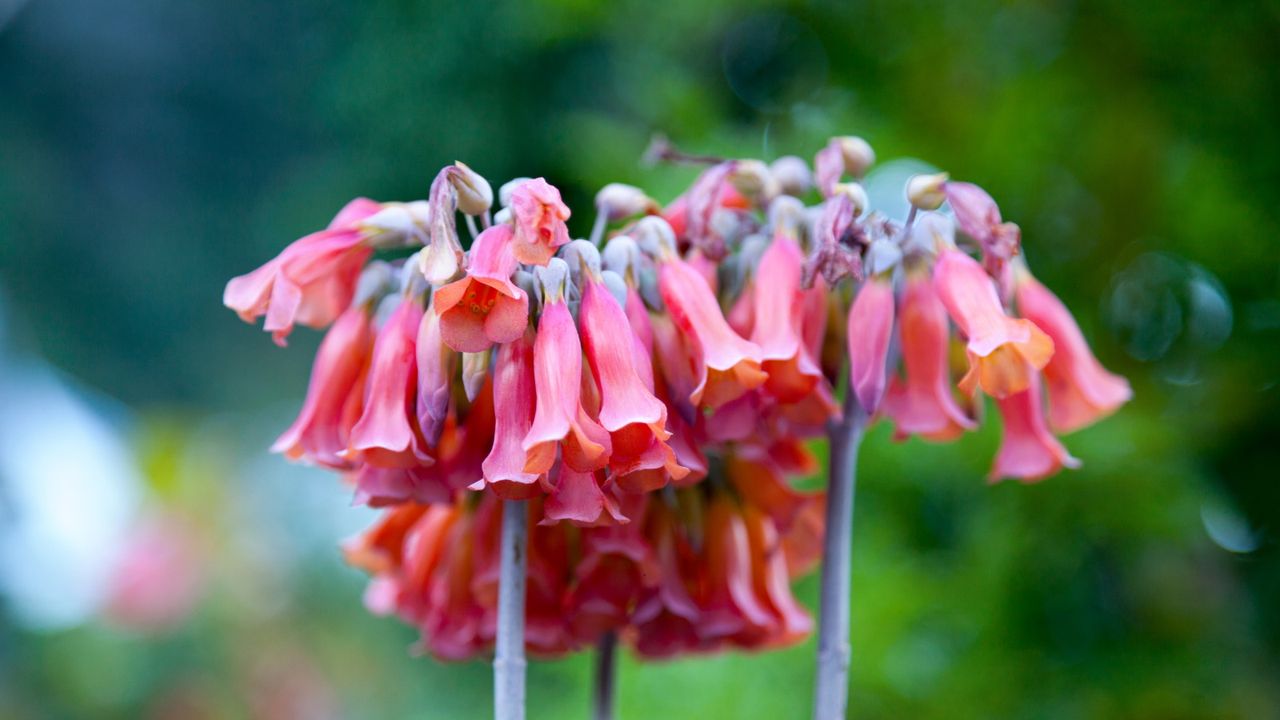 Mother of millions Kalanchoe