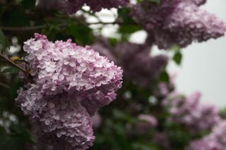 butterflies and pollinators